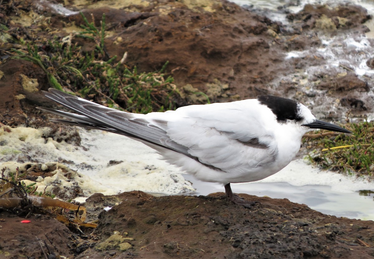 White-fronted Tern - ML485200671