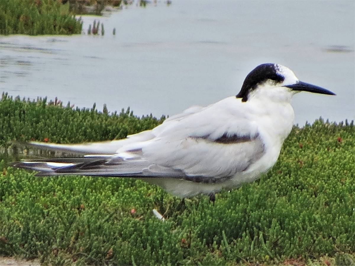 White-fronted Tern - ML485201161