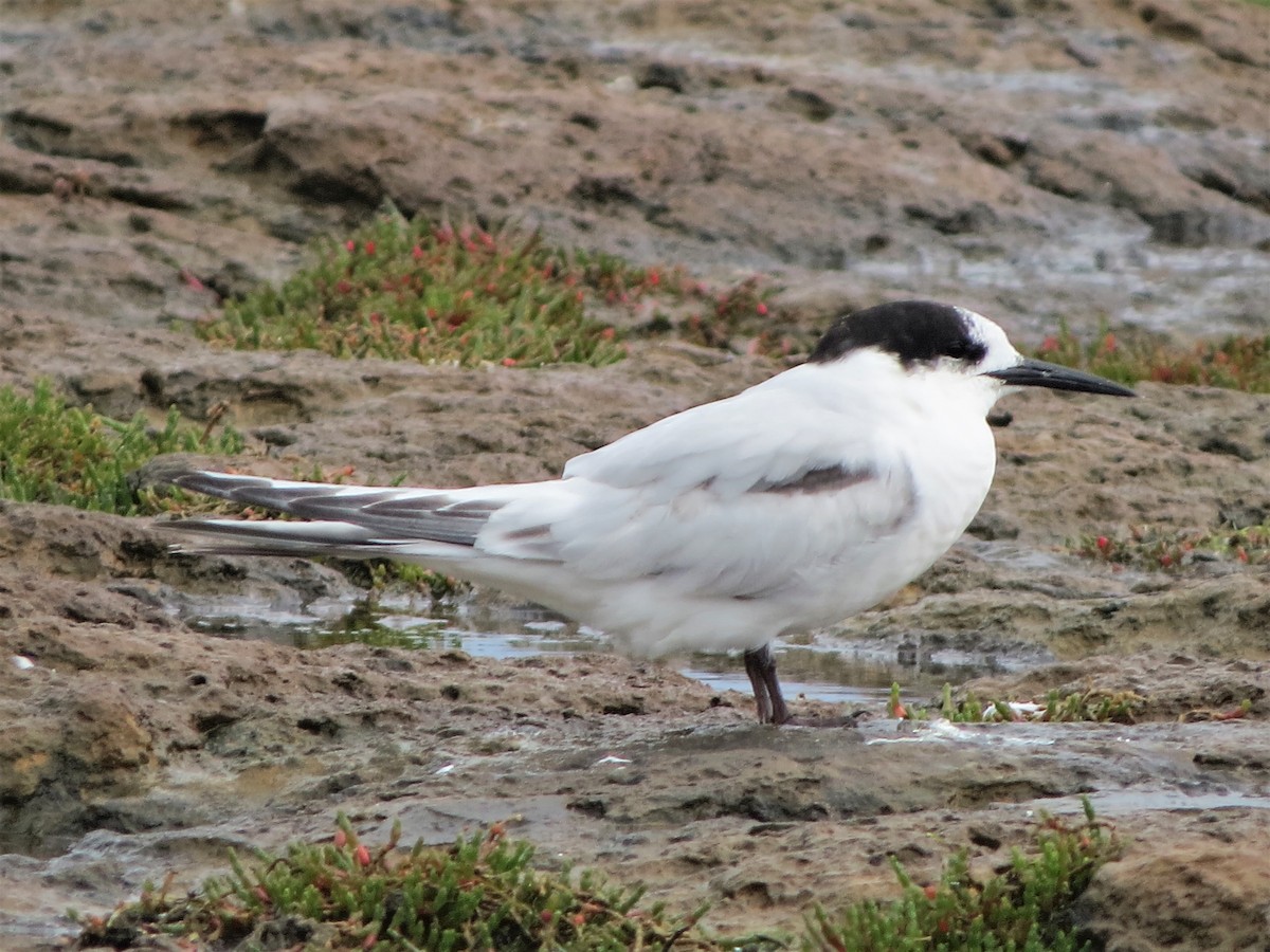 White-fronted Tern - ML485201391