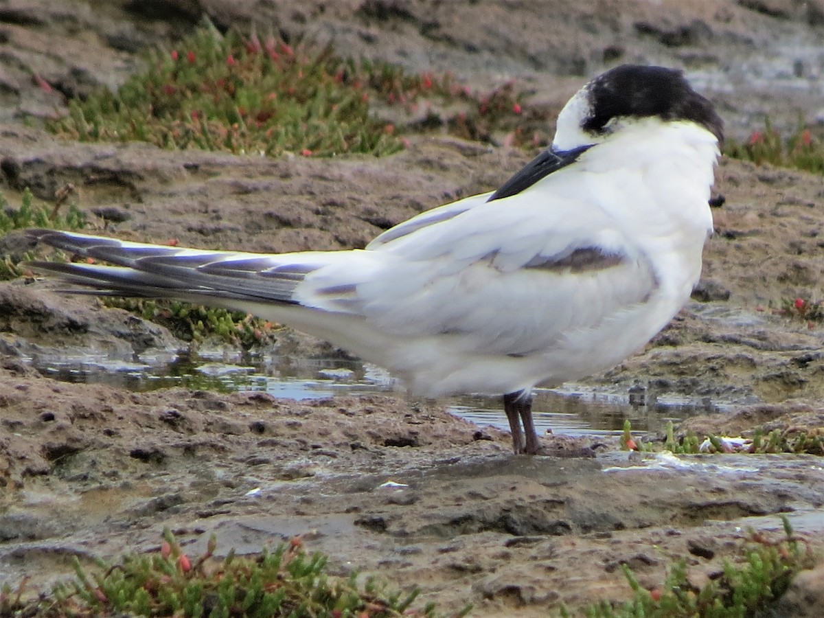 White-fronted Tern - ML485201401