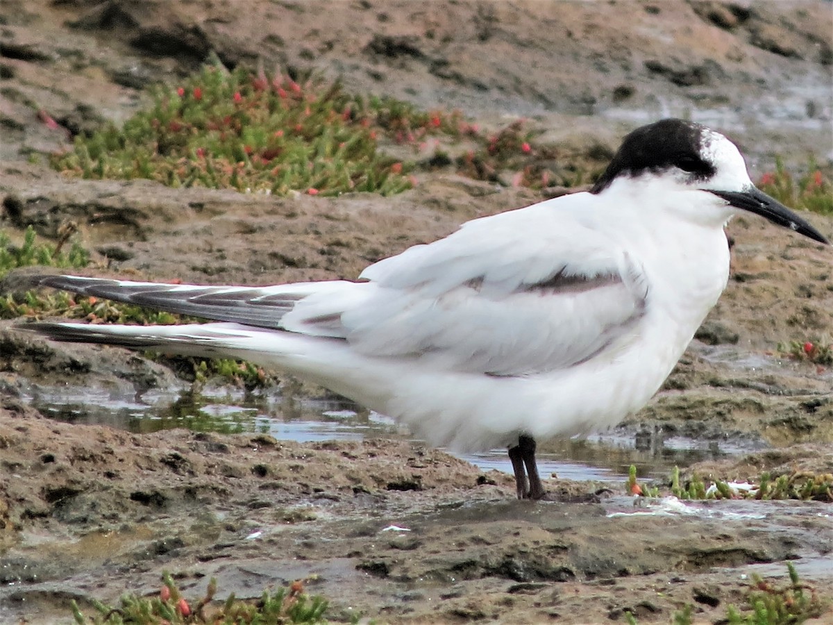 White-fronted Tern - ML485201421