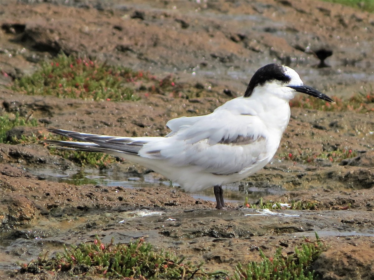 White-fronted Tern - ML485201471