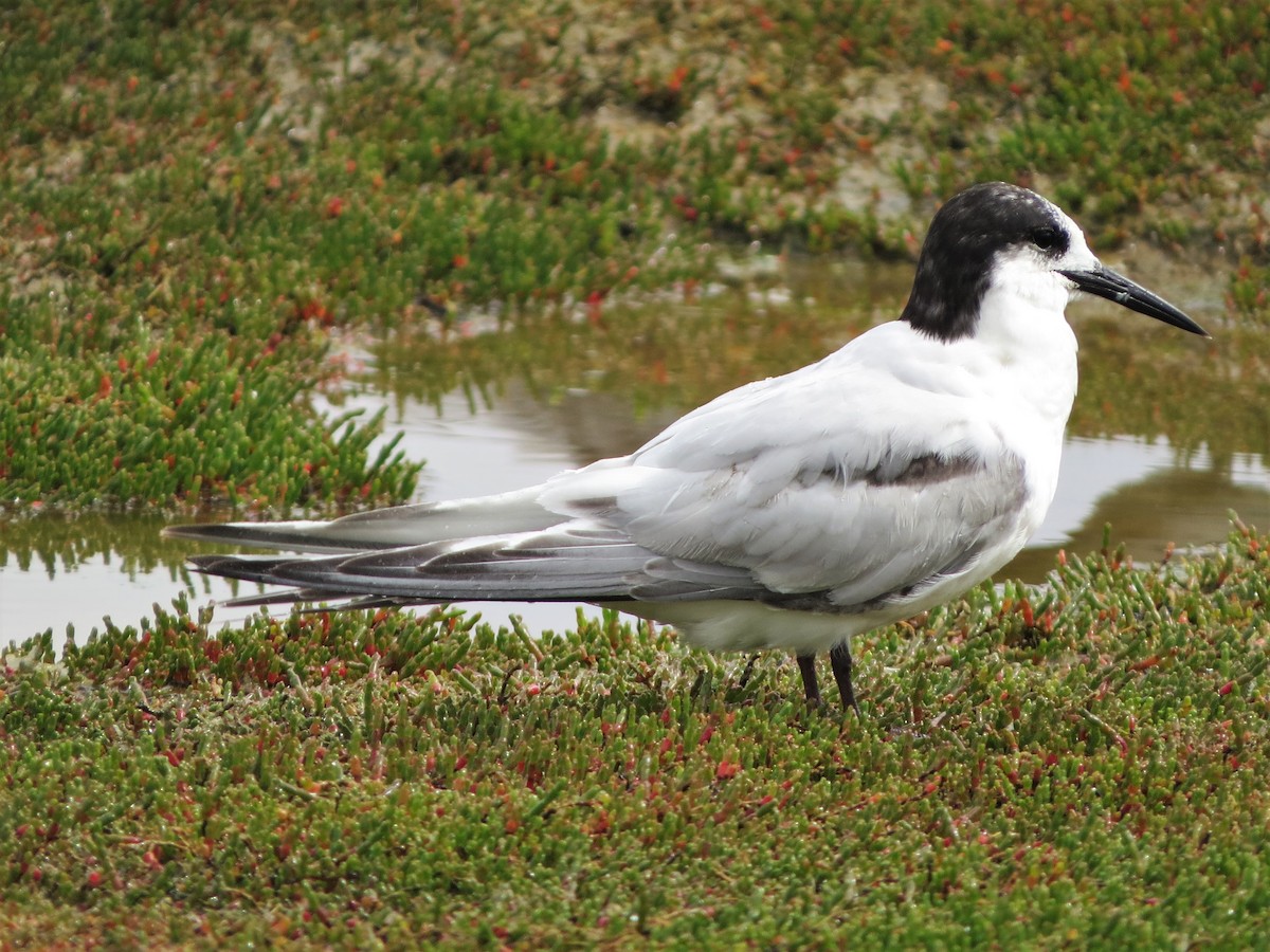 White-fronted Tern - ML485201501
