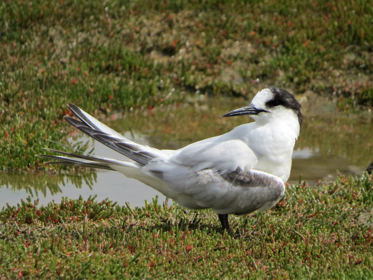 White-fronted Tern - ML485201611