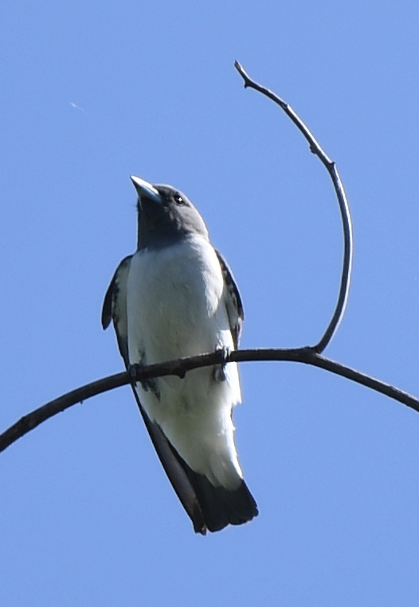 White-breasted Woodswallow - ML485205411