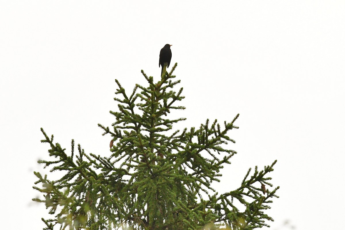 Eurasian Blackbird - ML485209701