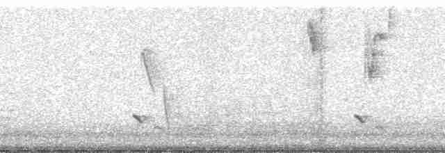 Çizgili Panterkuşu - ML48521