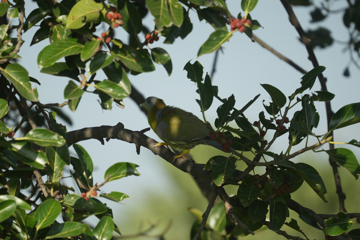 Yellow-footed Green-Pigeon - ML485213511