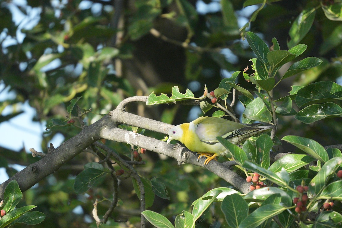 Yellow-footed Green-Pigeon - Hari Krishna  Adepu