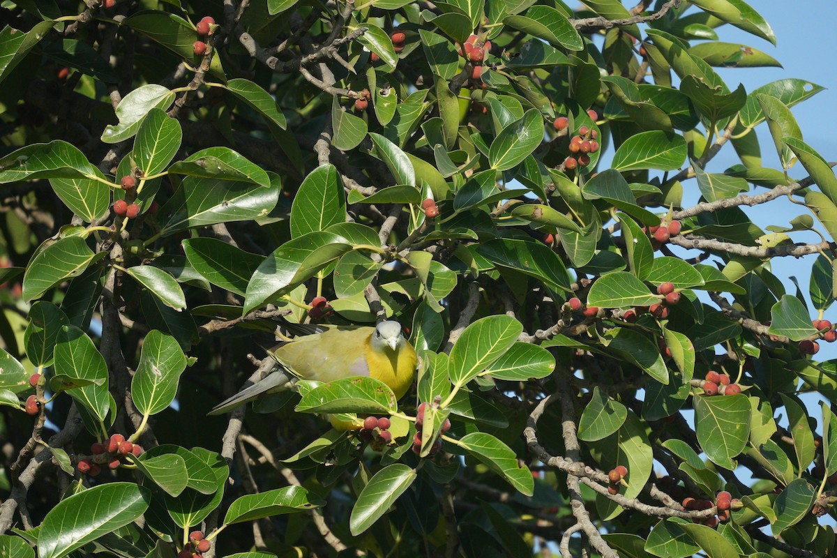 Yellow-footed Green-Pigeon - ML485213531