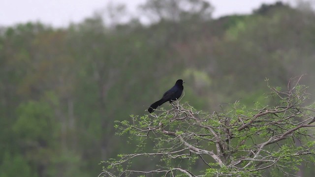 Boat-tailed Grackle - ML485216
