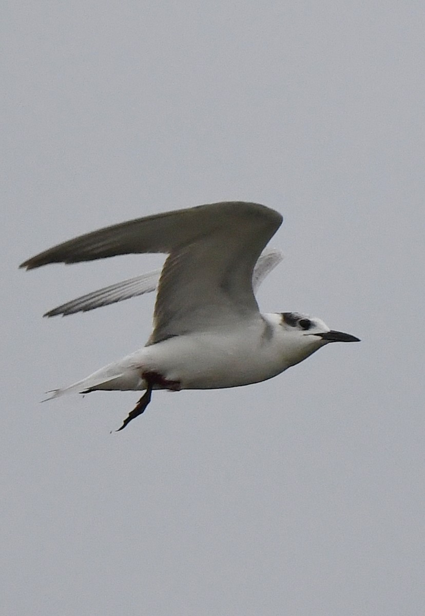 White-winged Tern - ML485216151