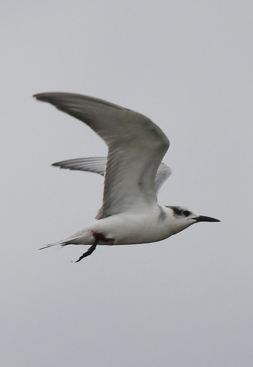 White-winged Tern - ML485216191