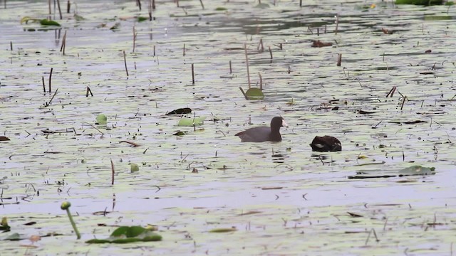 American Coot (Red-shielded) - ML485218