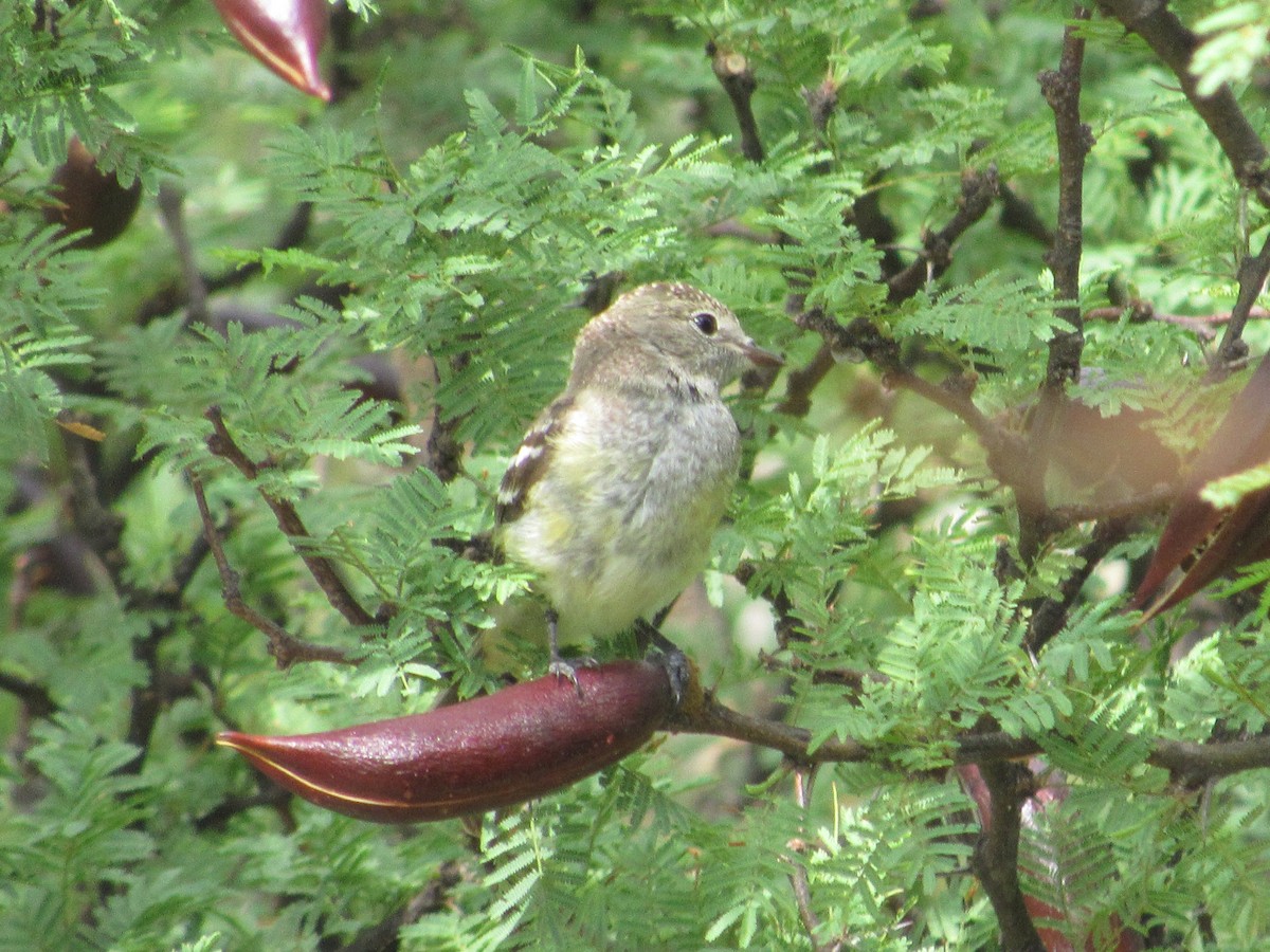 Southern Scrub-Flycatcher - samuel olivieri bornand
