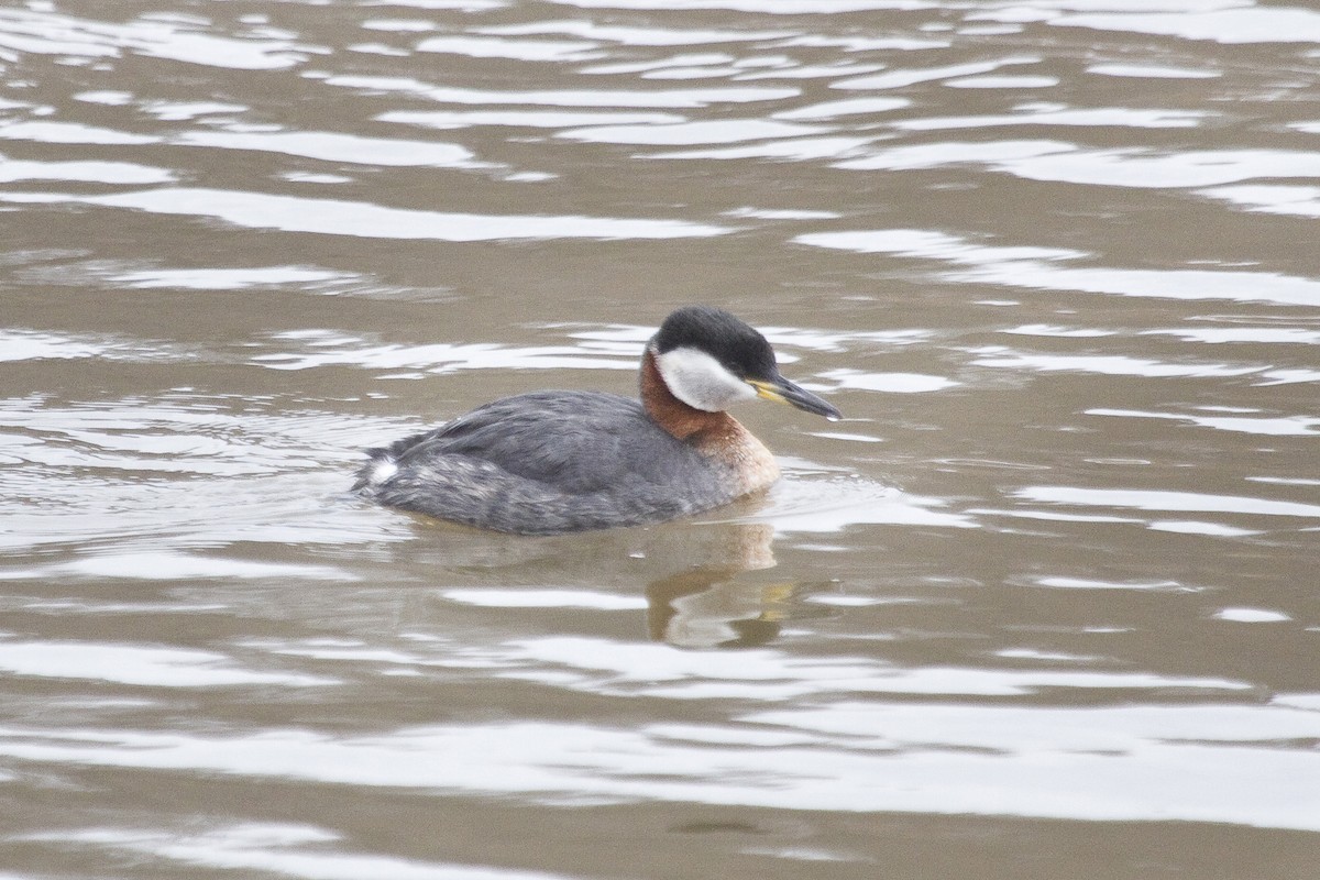 Red-necked Grebe - ML48521971