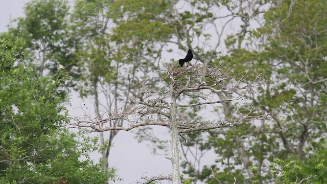 Boat-tailed/Great-tailed Grackle - ML485222