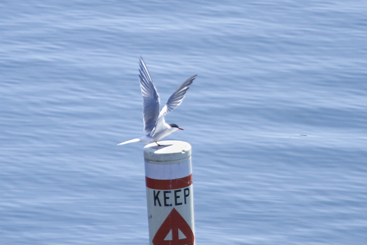 Common Tern - Gordon Dimmig