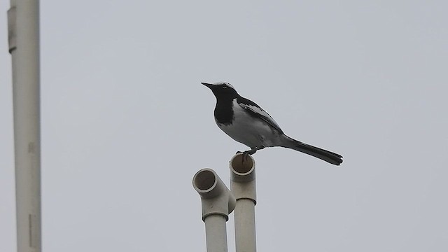 White-browed Wagtail - ML485225311