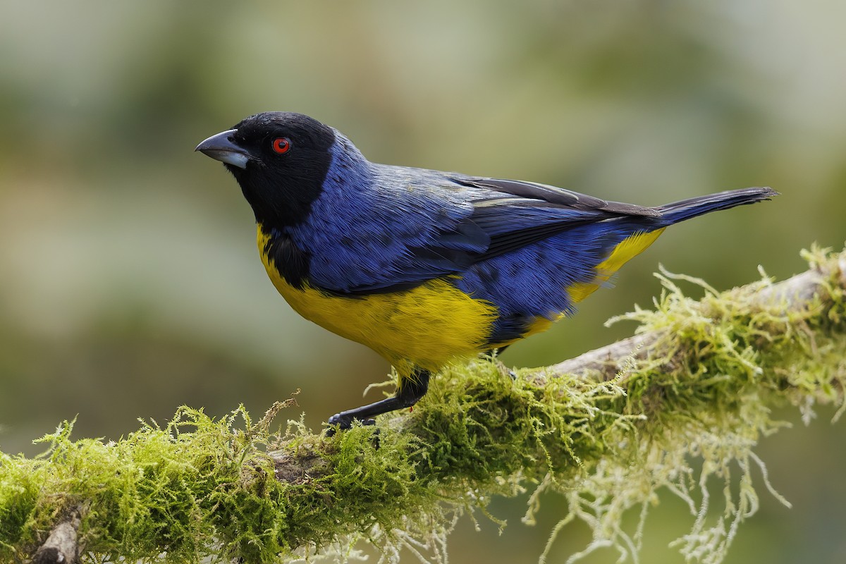 Hooded Mountain Tanager - ML485226111