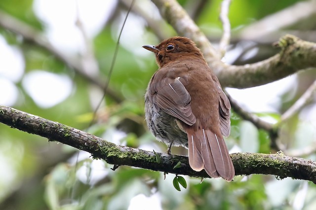 Definitive Basic Rufous-brown Solitaire (subspecies&nbsp;<em class="SciName notranslate">leucogenys</em>).&nbsp; - Rufous-brown Solitaire - 