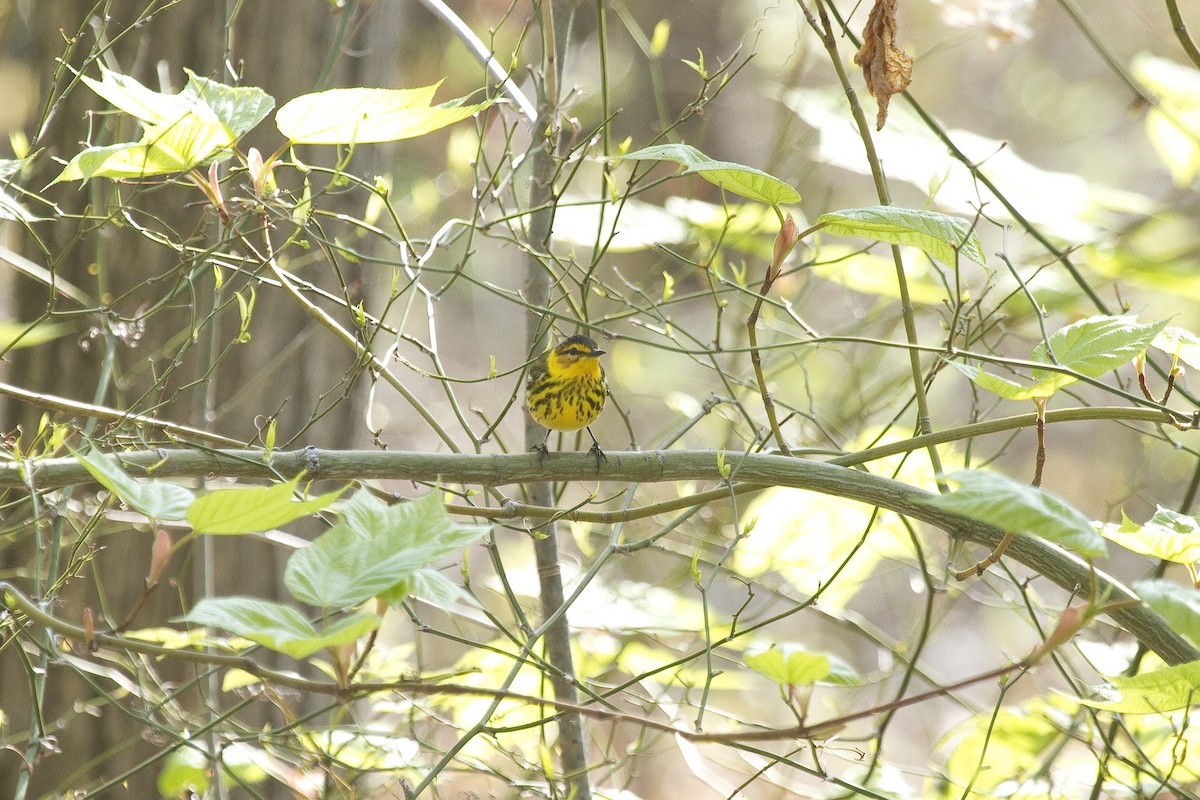 Cape May Warbler - ML48522711