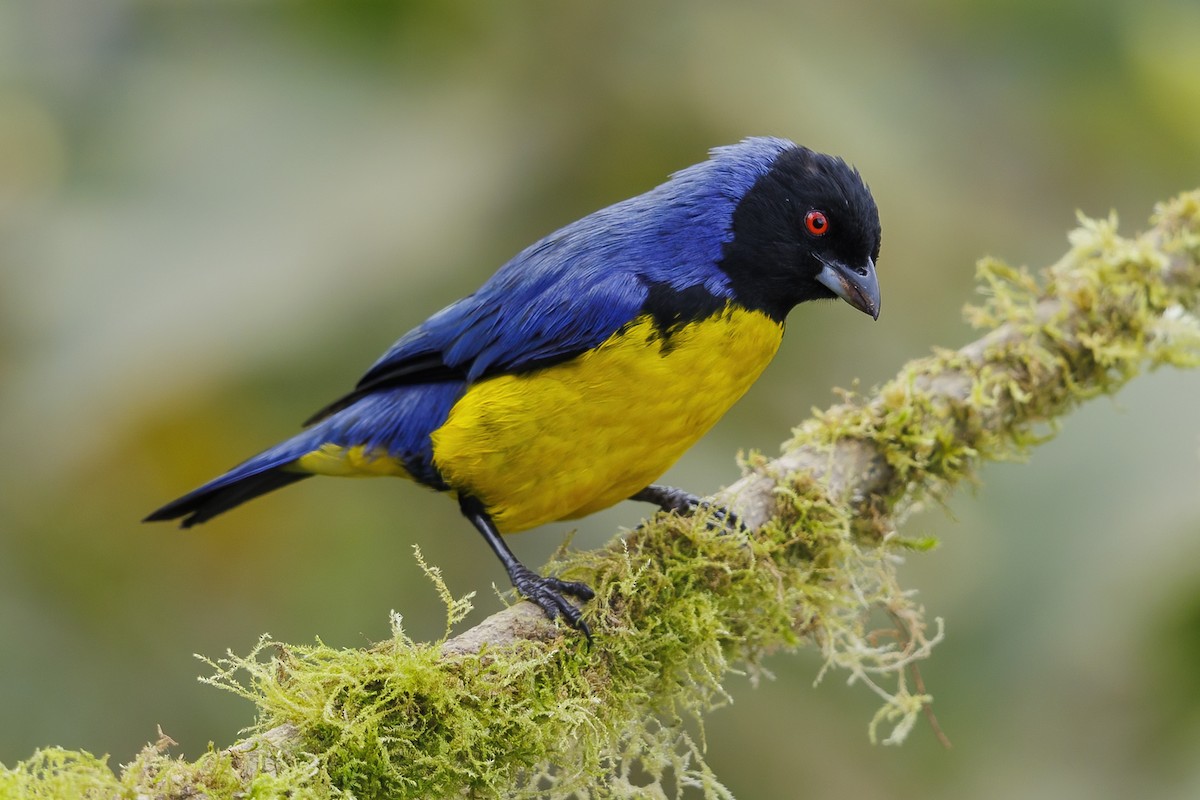 Hooded Mountain Tanager - ML485228201