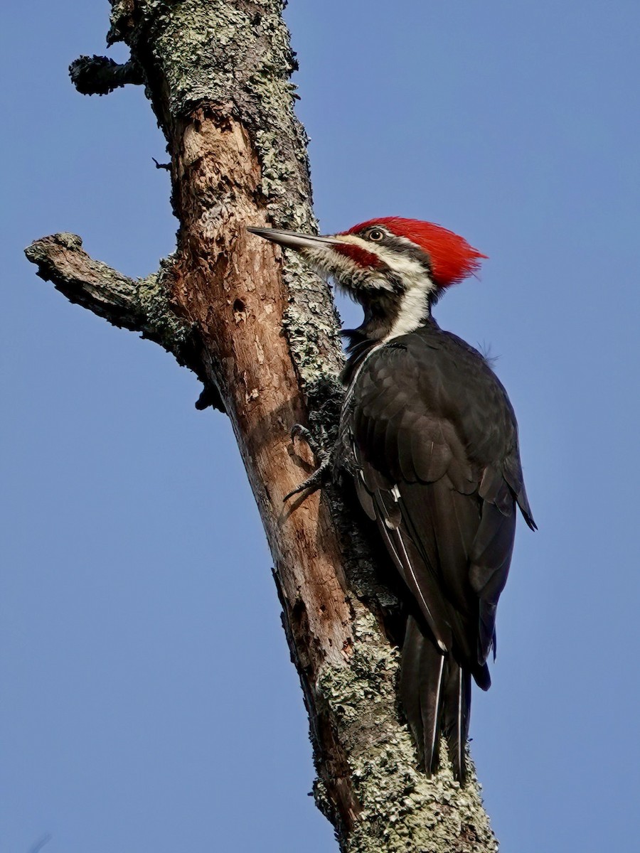 Pileated Woodpecker - Troy Gorodess