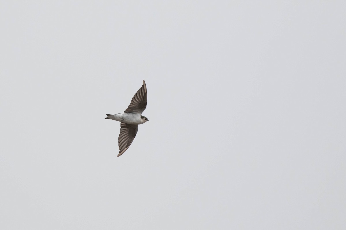 Violet-green Swallow - ML485229181