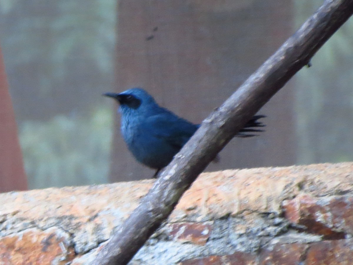 Blue Mockingbird - Brian Ahern