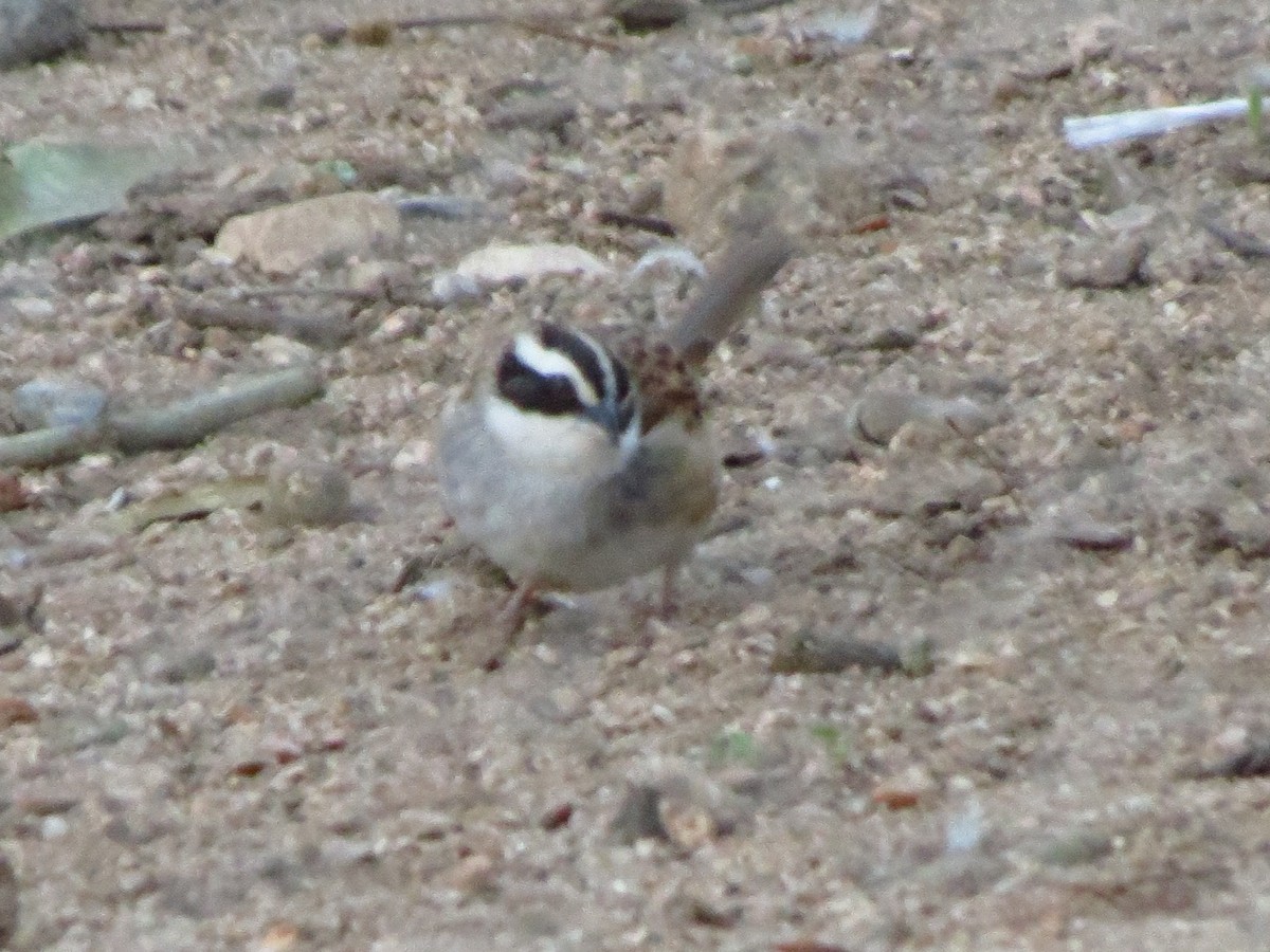 Stripe-headed Sparrow - ML48523071