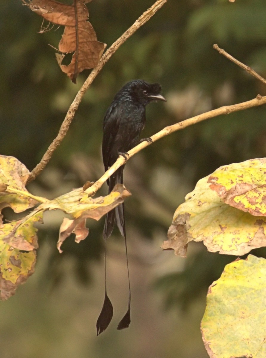 Greater Racket-tailed Drongo - David Massie
