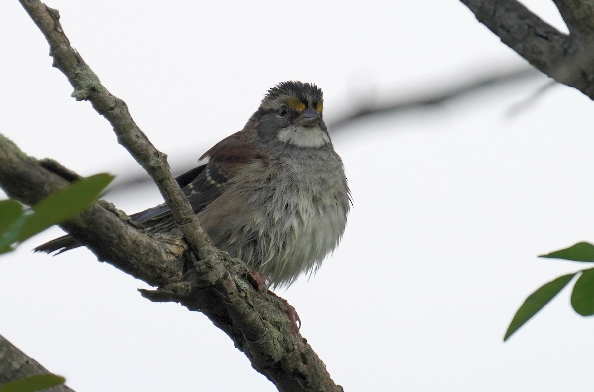 White-throated Sparrow - ML485243641