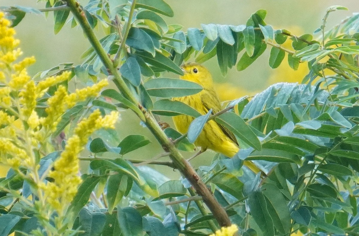 Yellow Warbler - ML485246521