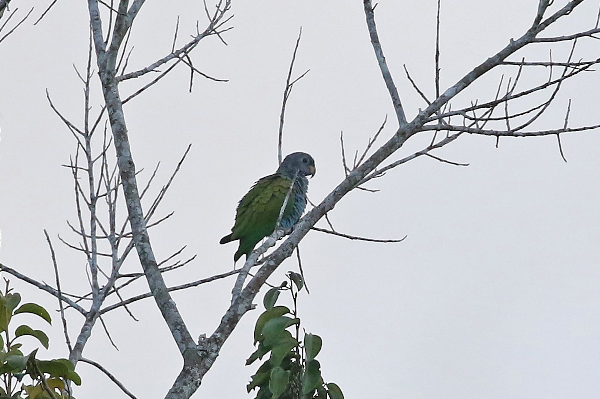 Blue-headed Parrot (Reichenow's) - ML485247901