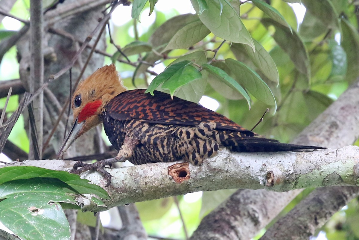 Ringed Woodpecker (Atlantic Black-breasted) - ML485247971