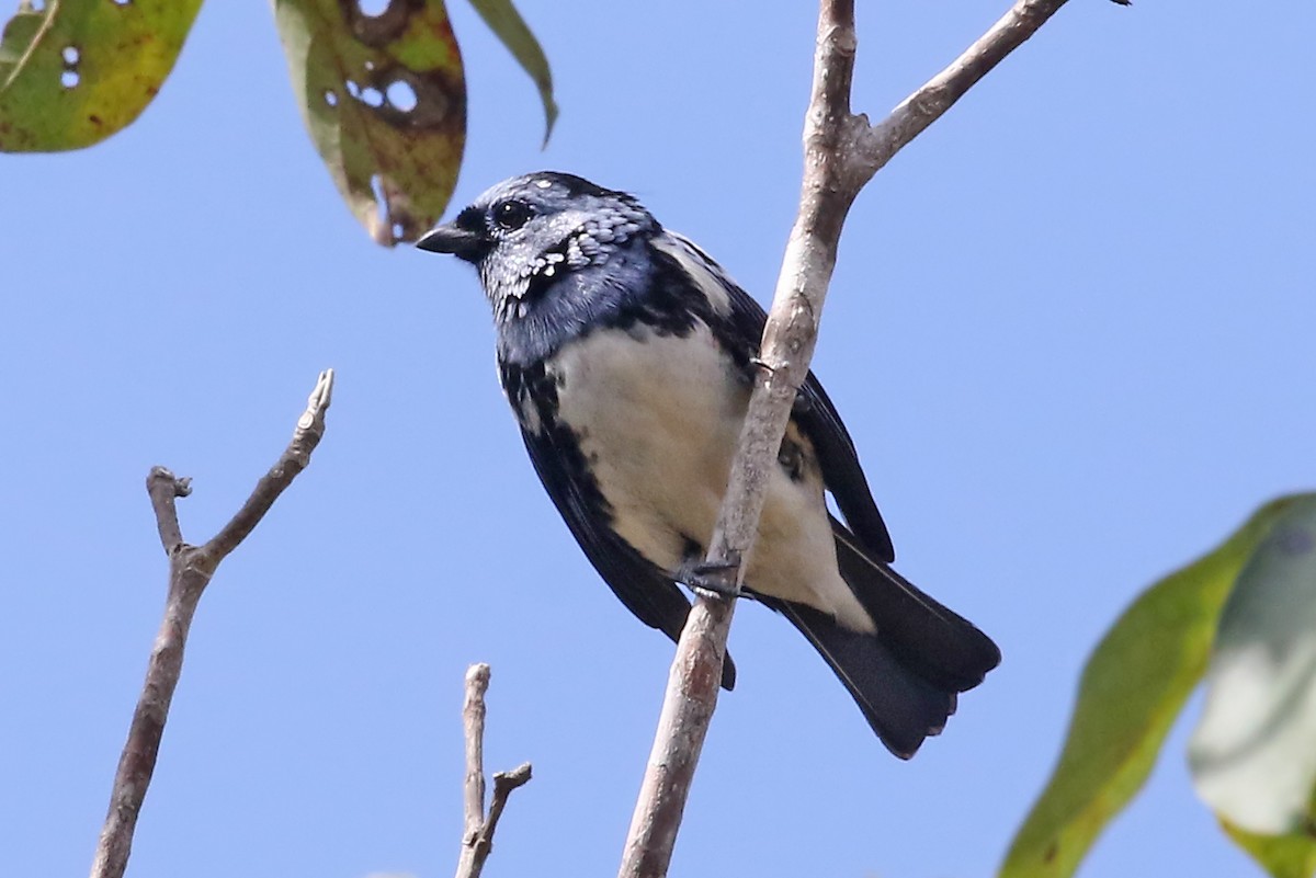 White-bellied Tanager - ML485248331