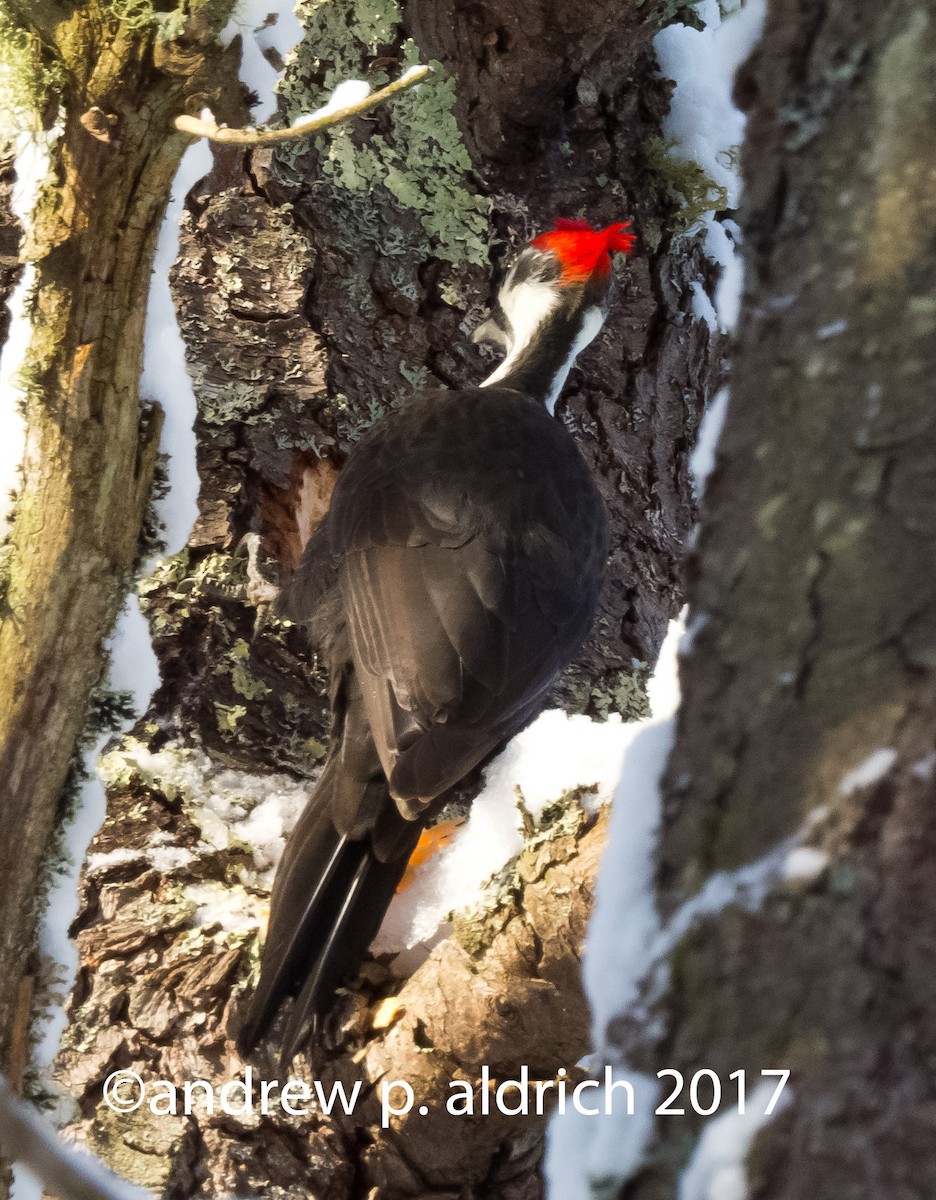 Pileated Woodpecker - ML48525191
