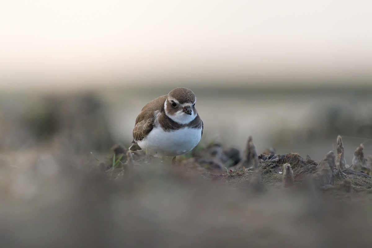 Semipalmated Plover - ML485254611
