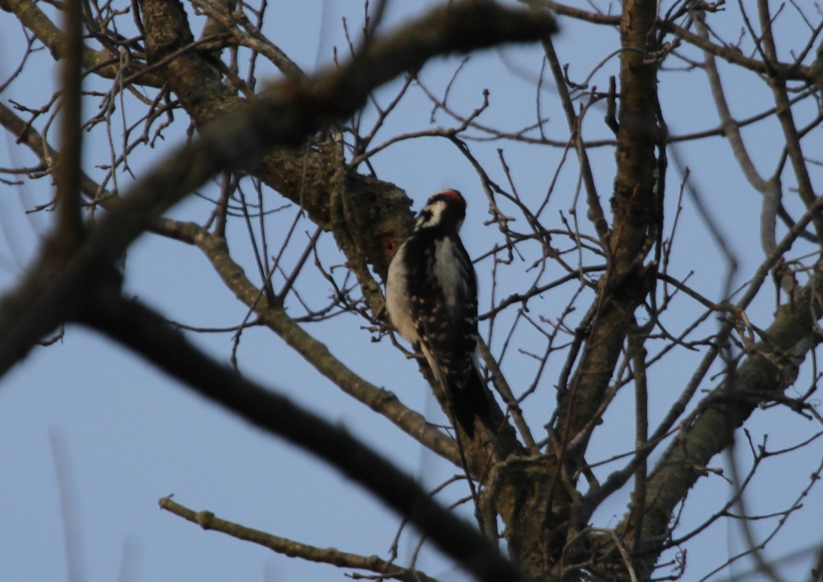 Hairy Woodpecker - Andy Dettling