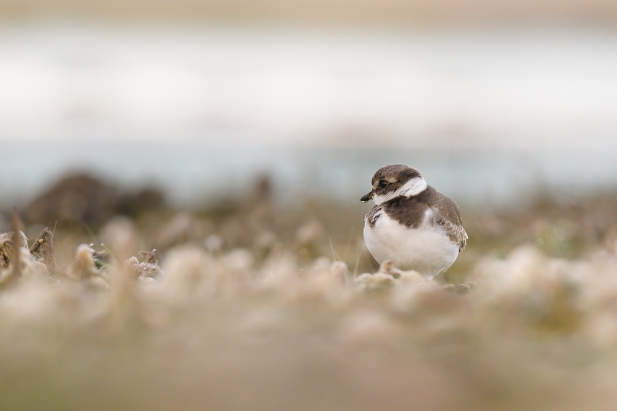 Semipalmated Plover - ML485258031