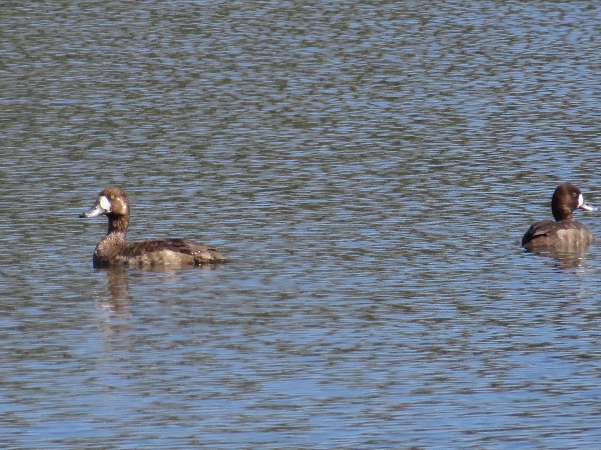 Greater Scaup - ML48526191