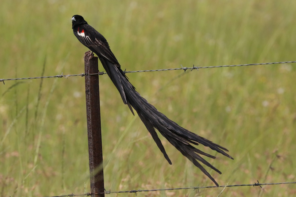 Long-tailed Widowbird - ML48526221