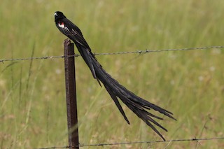  - Long-tailed Widowbird