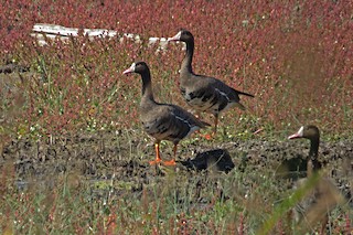 Greater White-fronted Goose, ML48526421