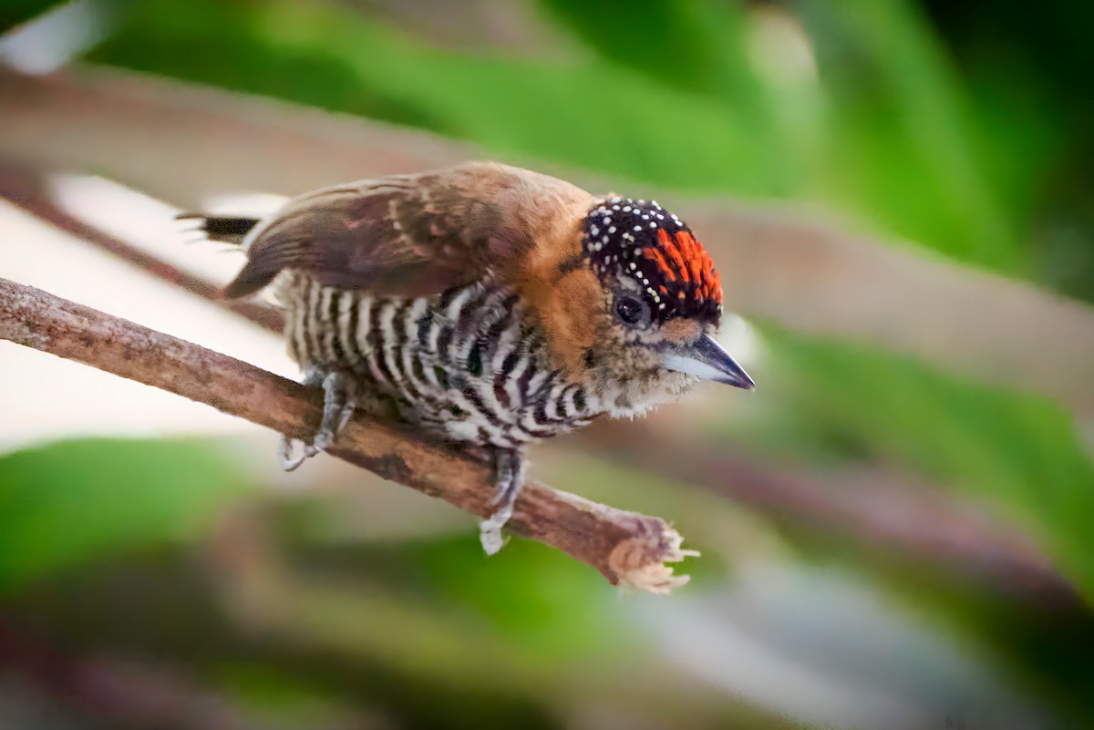 Ochre-collared Piculet - ML485267141