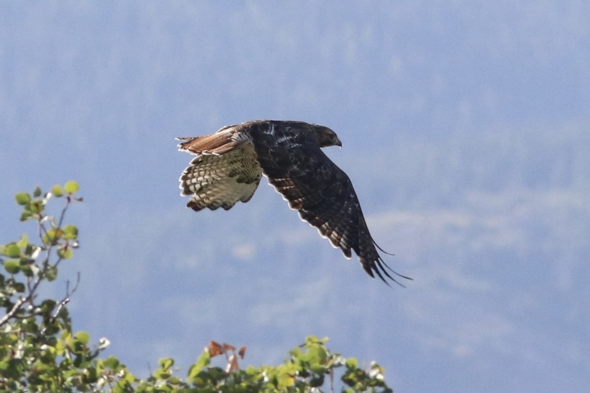 Red-tailed Hawk - ML485267211