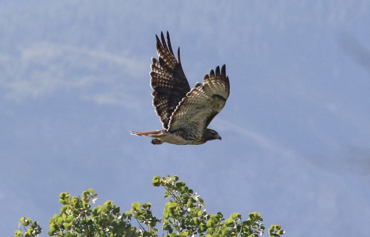 Red-tailed Hawk - ML485267221