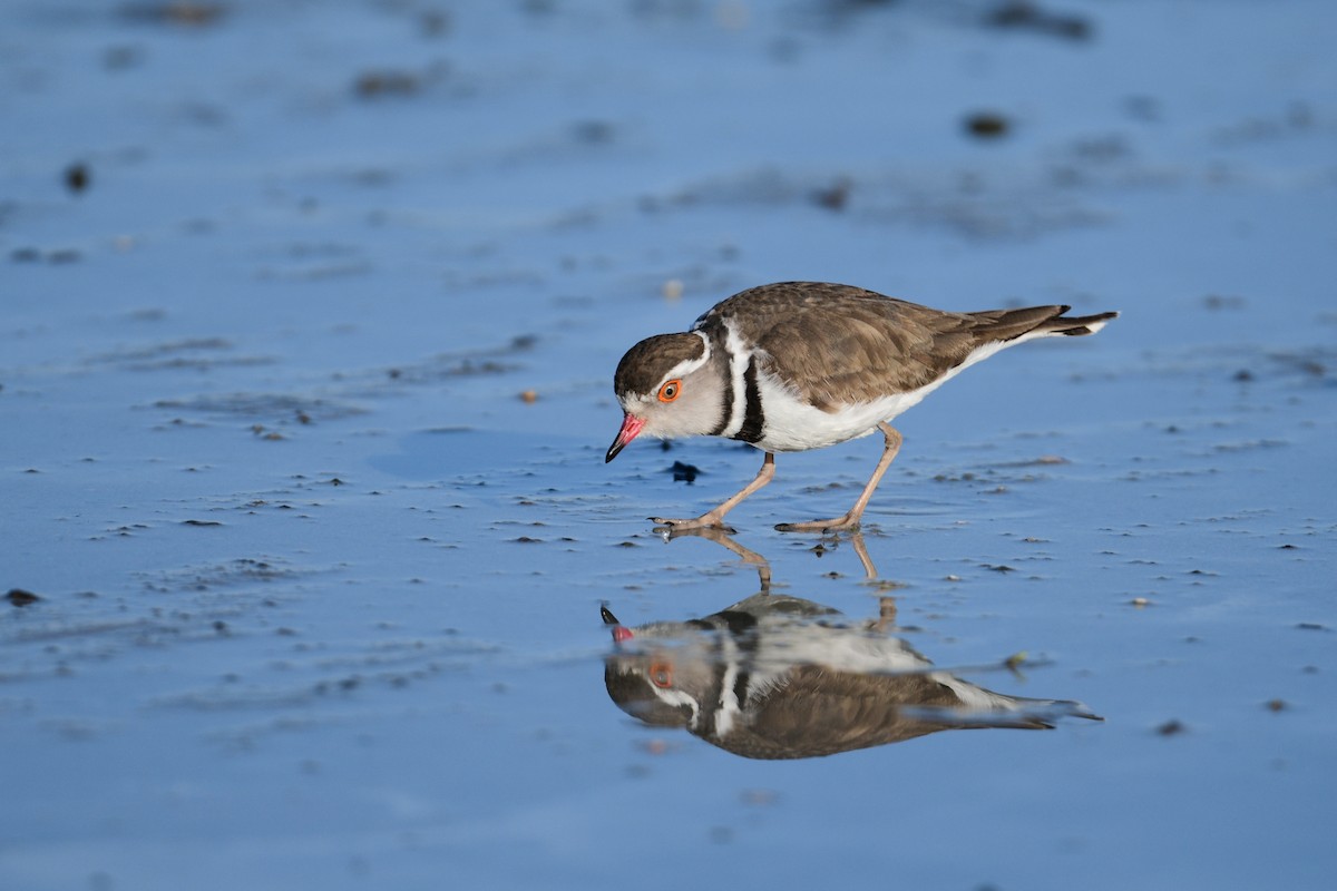 Three-banded Plover - ML485267711