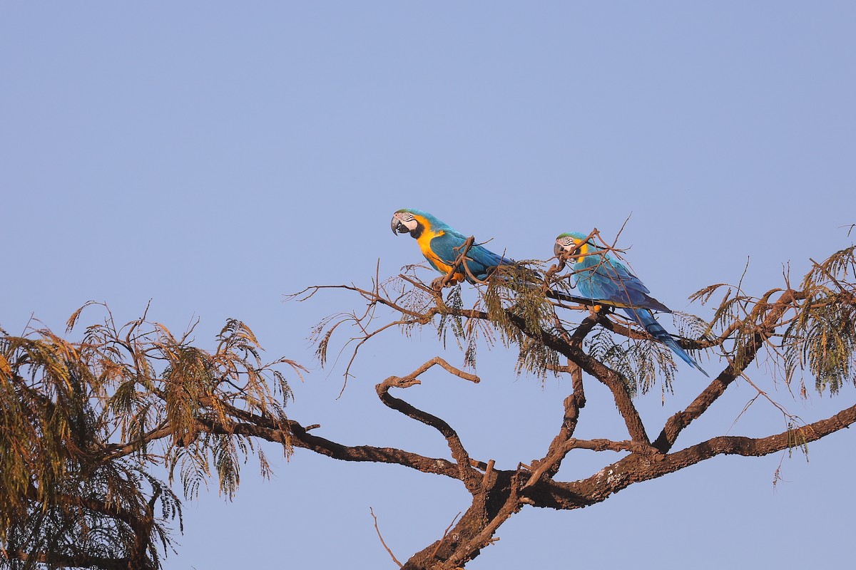 Blue-and-yellow Macaw - ML485271001